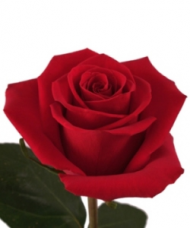 1 Trandafir Rosu